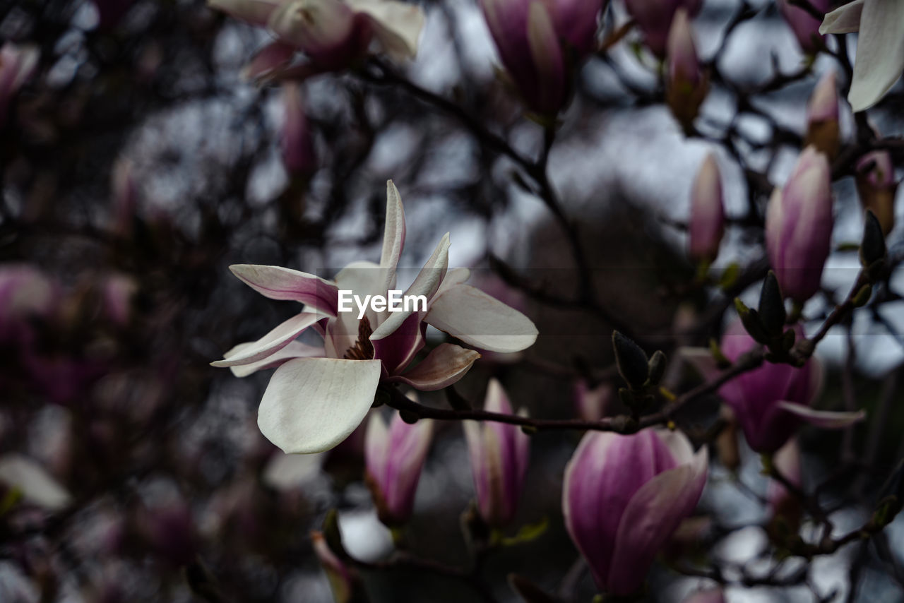 plant, flower, flowering plant, blossom, magnolia, beauty in nature, freshness, pink, spring, tree, fragility, growth, petal, close-up, nature, branch, springtime, no people, focus on foreground, flower head, inflorescence, macro photography, leaf, outdoors, botany, day, twig, selective focus