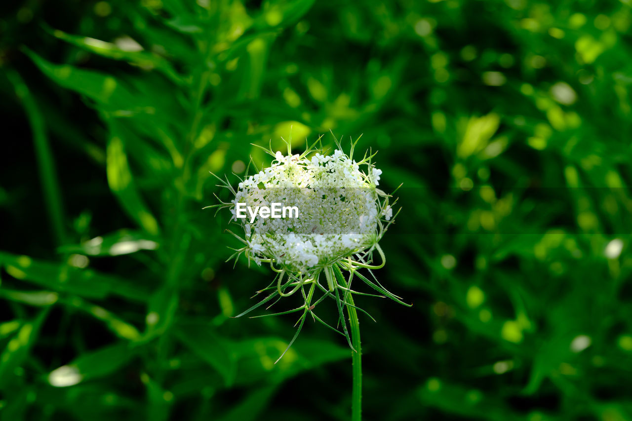 Close-up of dandelion flower on field