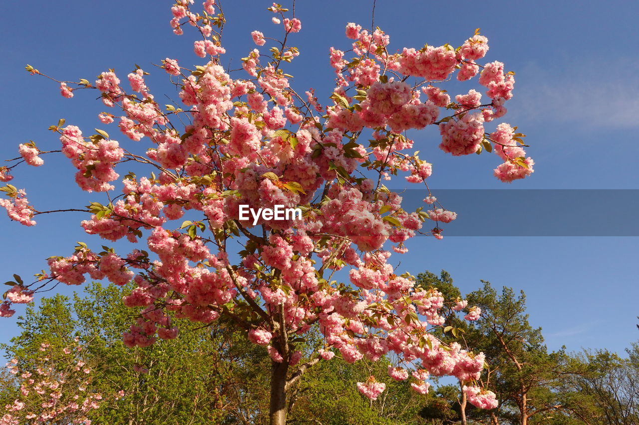 plant, tree, flower, sky, nature, growth, blossom, beauty in nature, flowering plant, springtime, pink, freshness, low angle view, branch, fragility, no people, blue, outdoors, day, leaf, clear sky, spring, cherry blossom, sunlight, fruit, shrub, botany, sunny, fruit tree