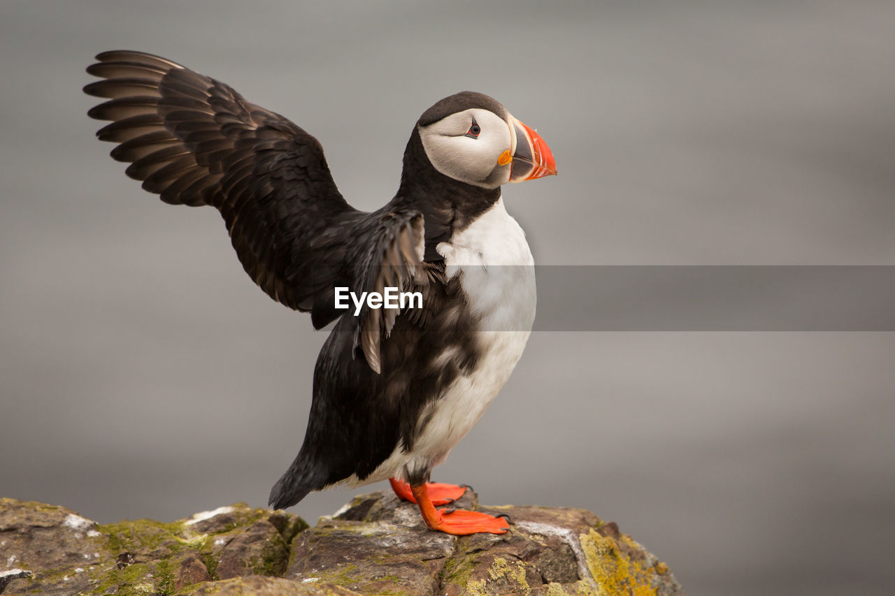 Close-up of puffin perching outdoors