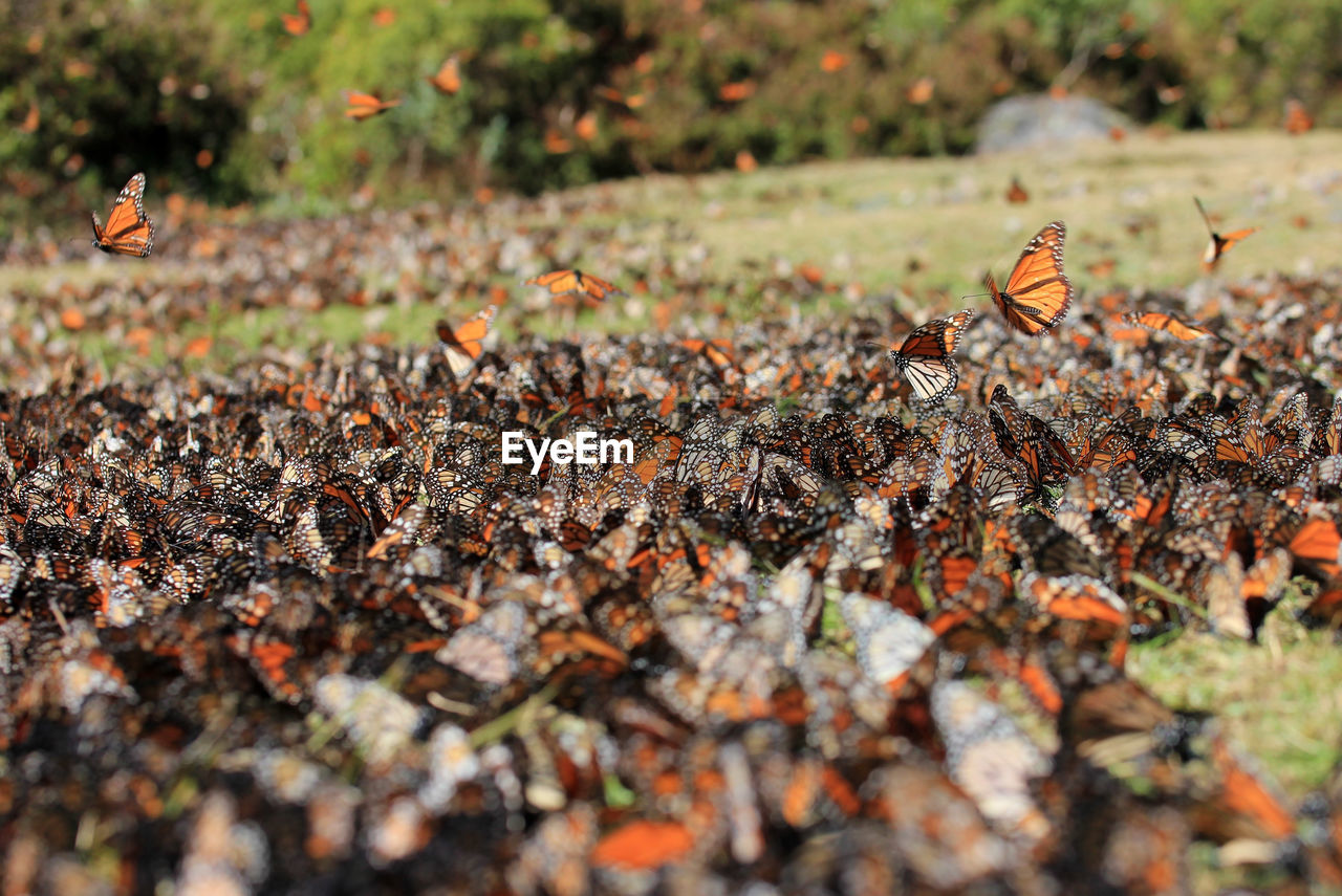 CLOSE-UP OF ANT ON THE FIELD