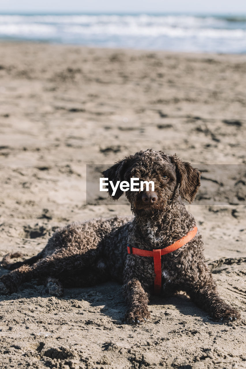 Portrait of a young water dog lying on the sand. the dog sits on a sea beach.
