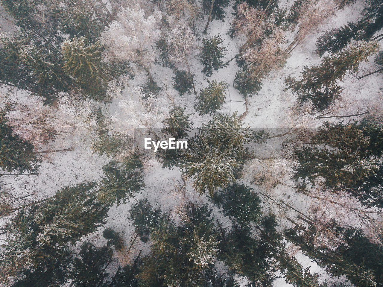 Full frame shot of pine trees in forest during winter