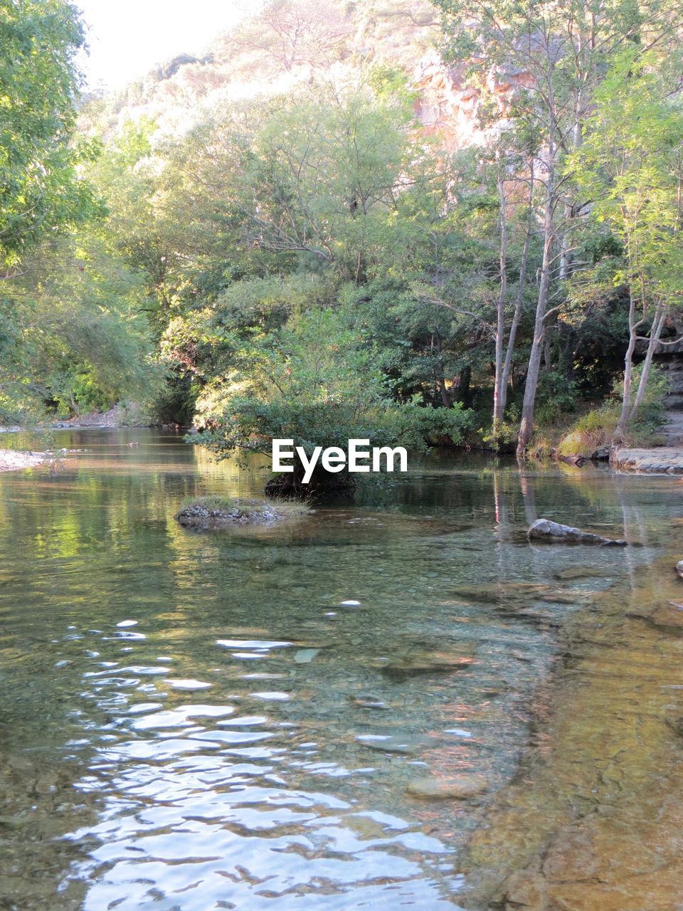 SCENIC VIEW OF FOREST