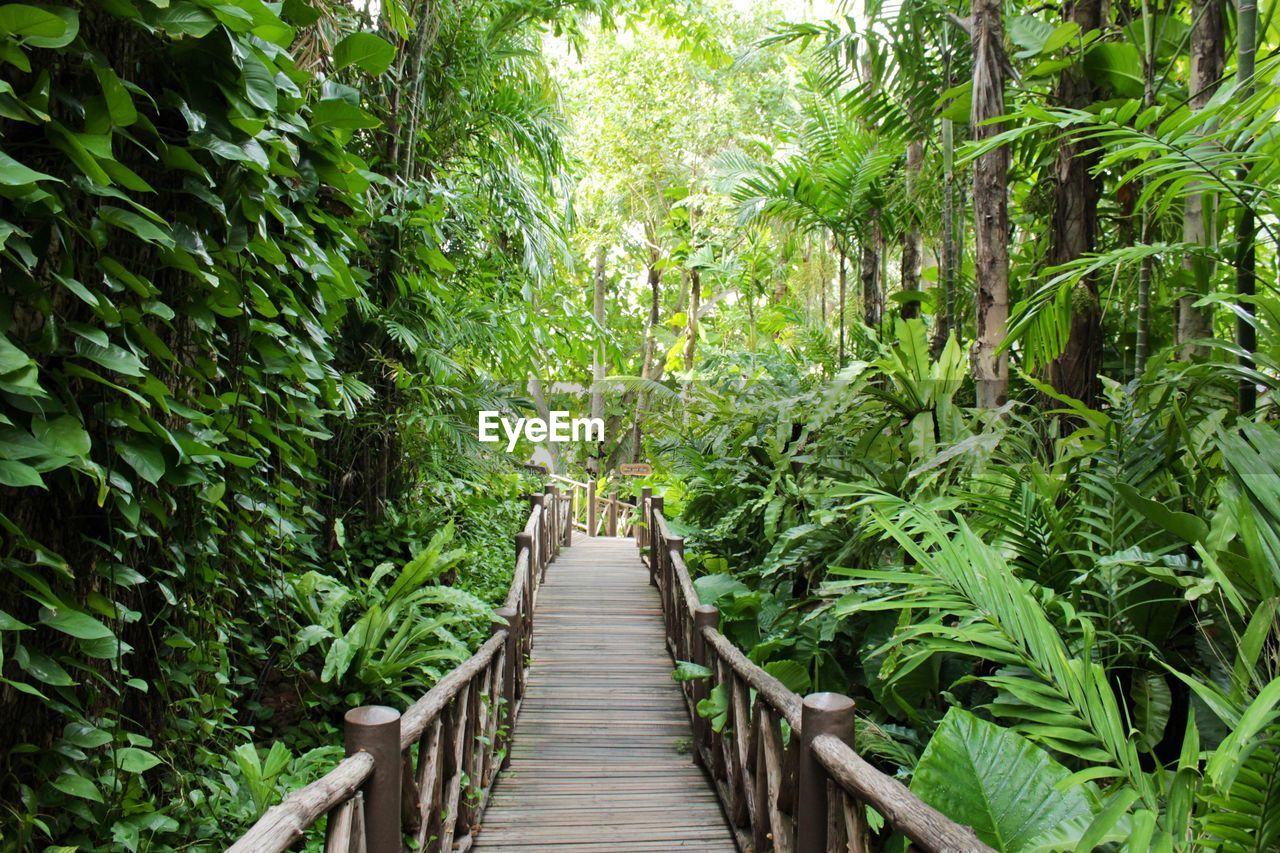 VIEW OF WALKWAY IN FOREST