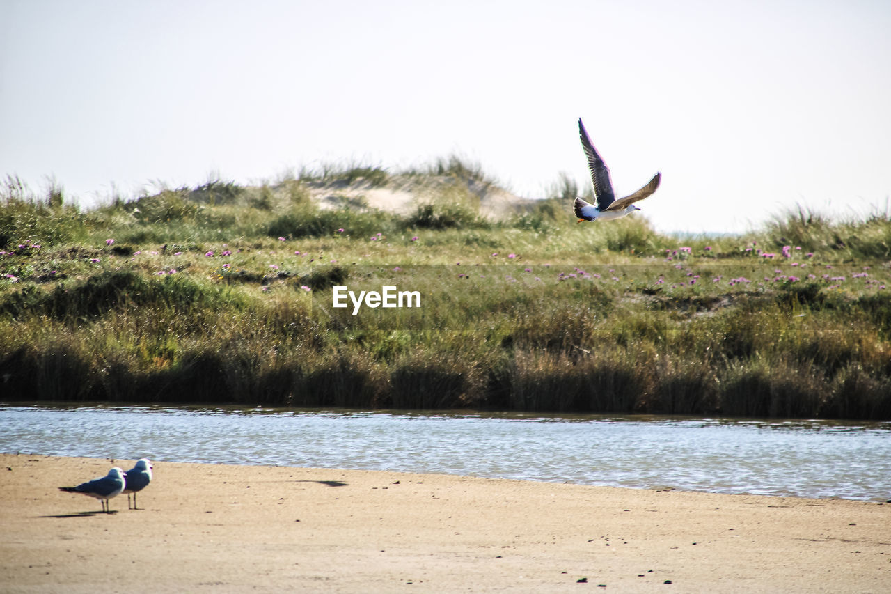 HIGH ANGLE VIEW OF SEAGULLS FLYING OVER BEACH