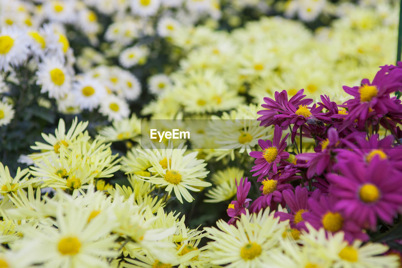 Close-up of yellow flowers blooming outdoors