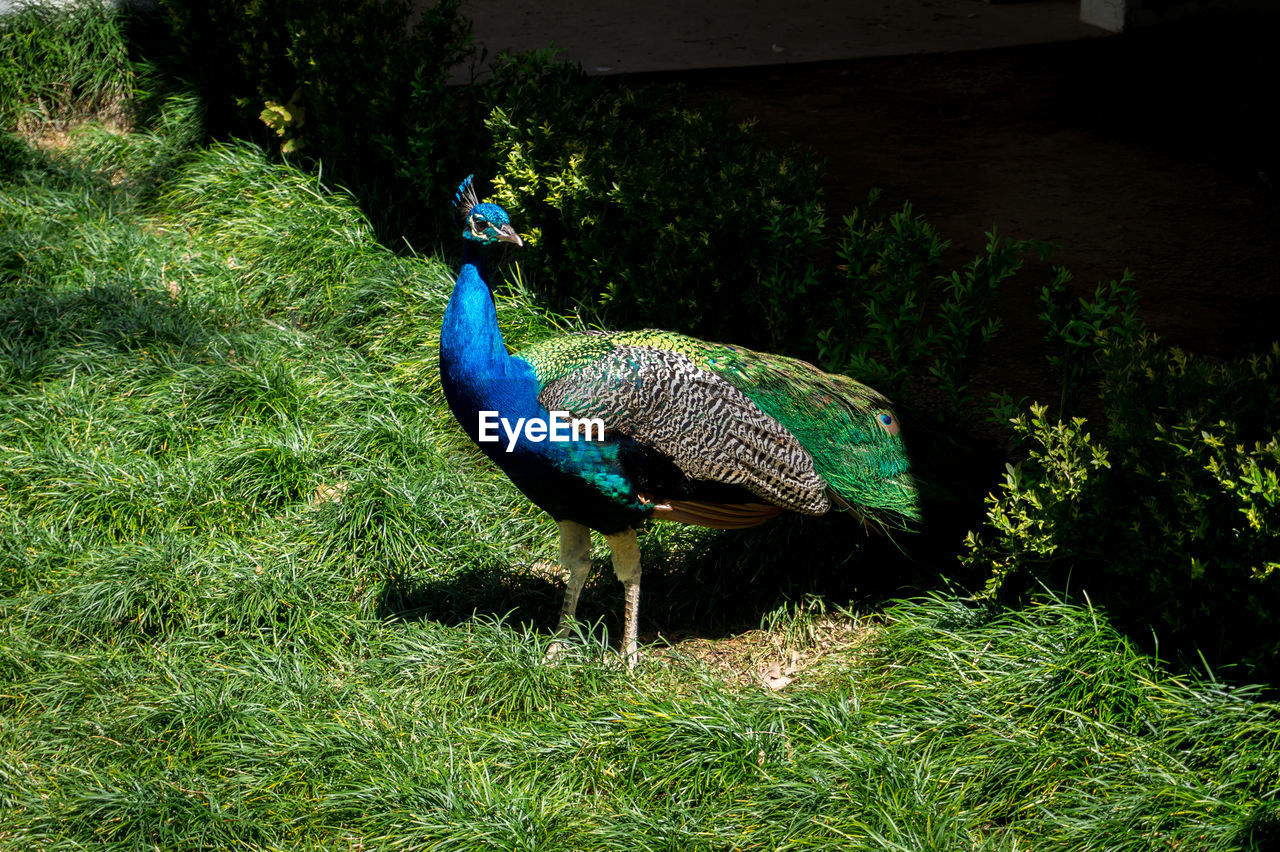 Peacock at park