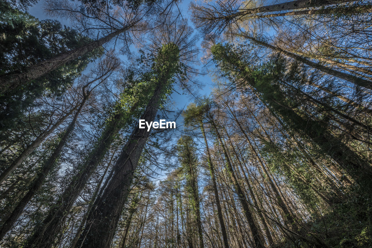 LOW ANGLE VIEW OF PINE TREES AGAINST SKY