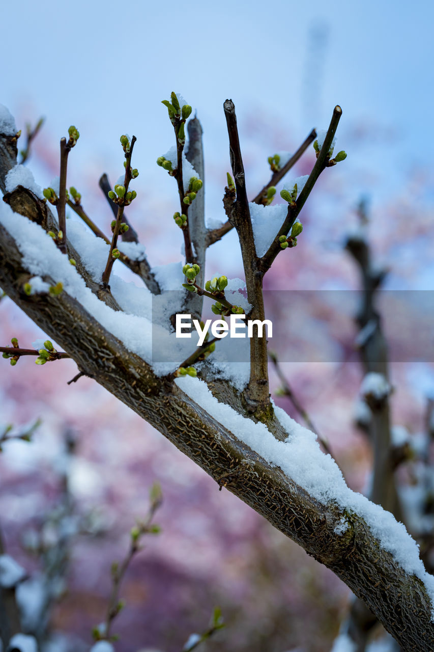 CLOSE-UP OF SNOW ON BRANCH AGAINST TREE