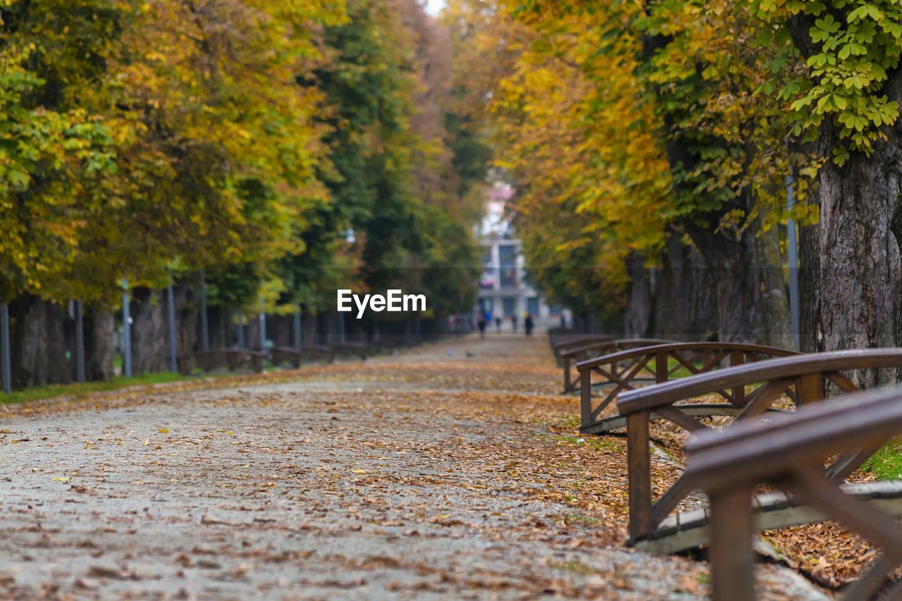 Empty bench in forest during autumn