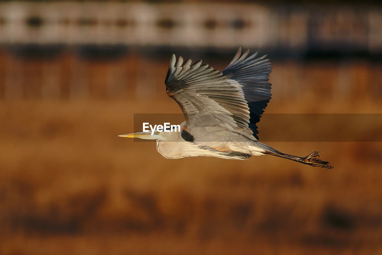 CLOSE-UP OF BIRD FLYING