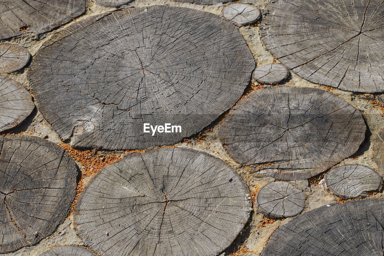Detail shot of tree stumps