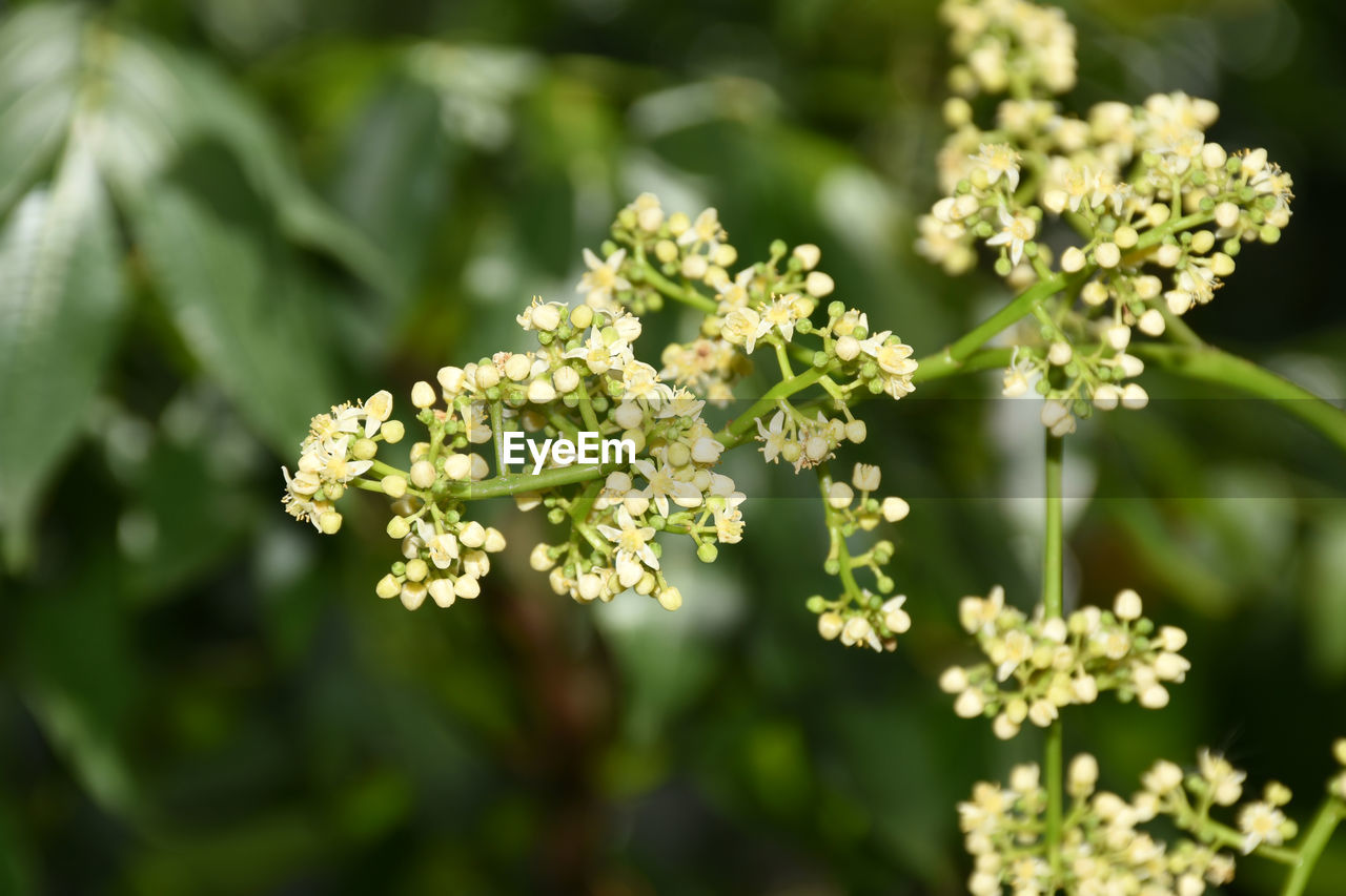 Azadirachta indica on a blurred background, neem flower on a blurred background