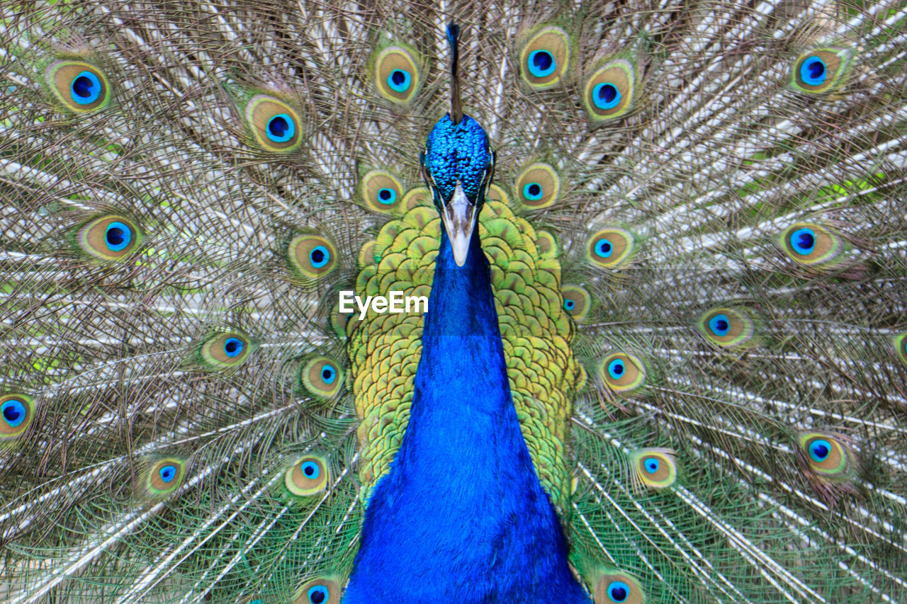 FULL FRAME SHOT OF PEACOCK WITH FEATHERS