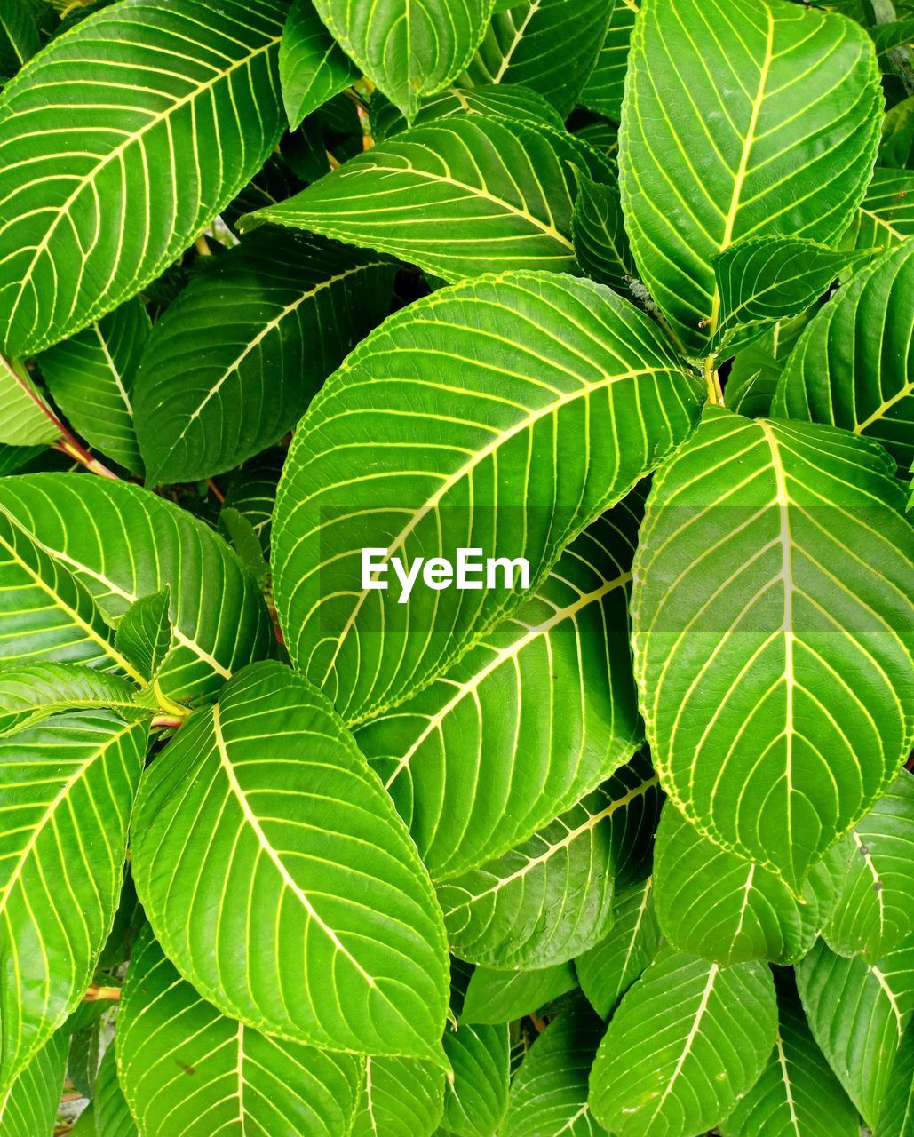 Full frame shot of green leaves