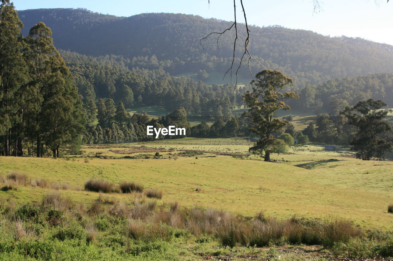 View of trees on landscape