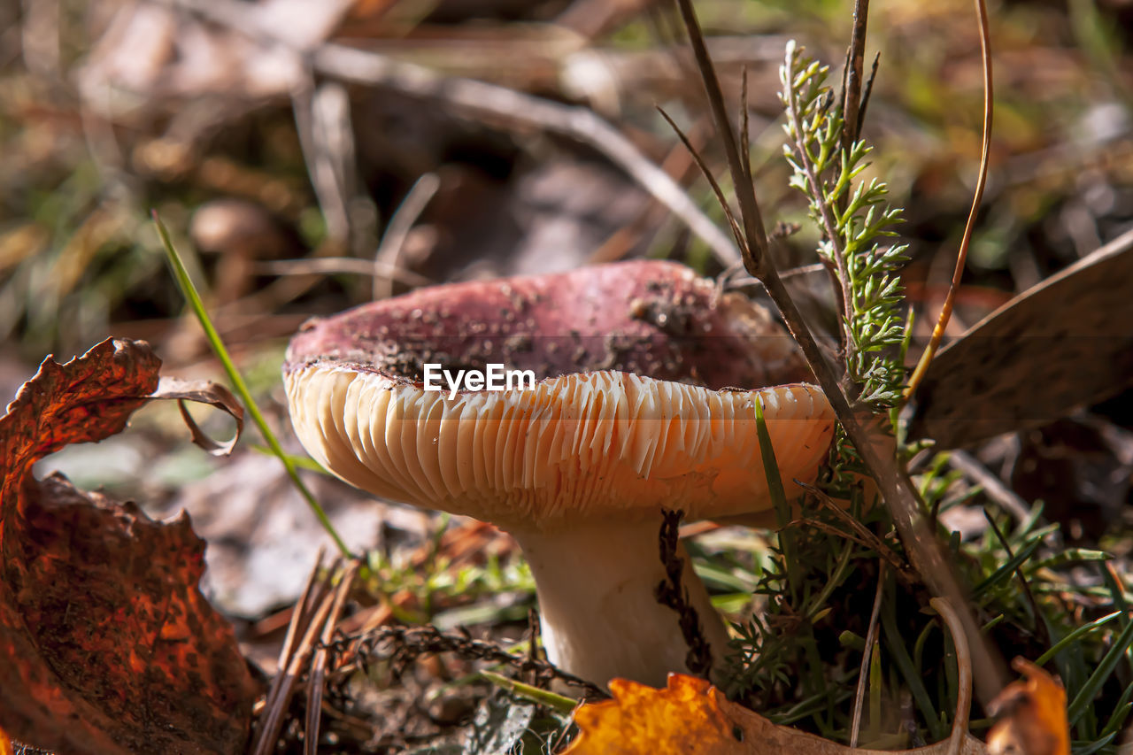 Close-up of mushroom growing on field