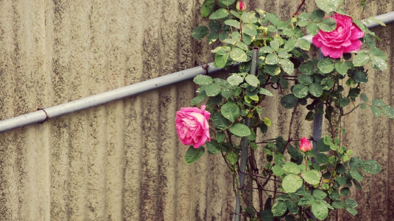 Pink roses growing by wall