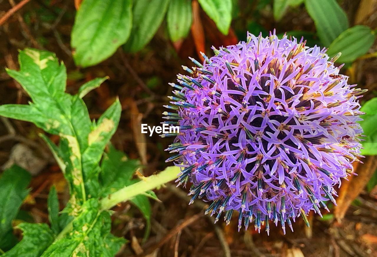 Close-up of purple flowers