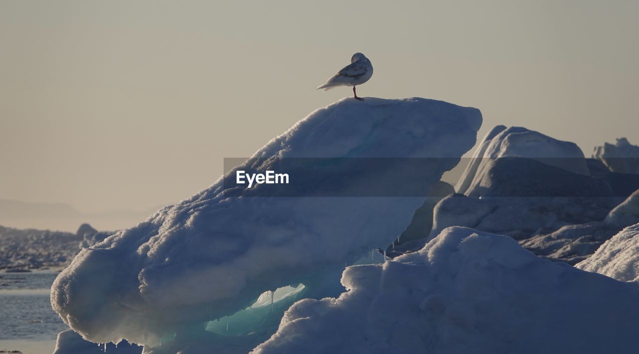 SEAGULL ON SNOW COVERED MOUNTAIN