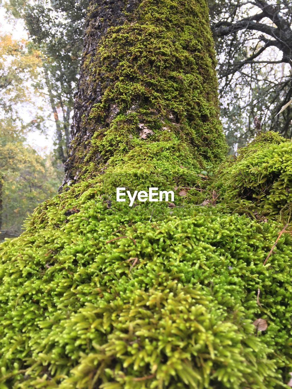 MOSS ON TREE TRUNK