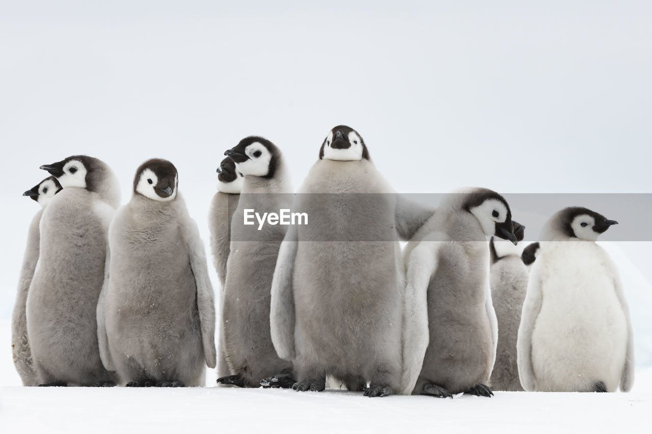 Penguins on snow covered land