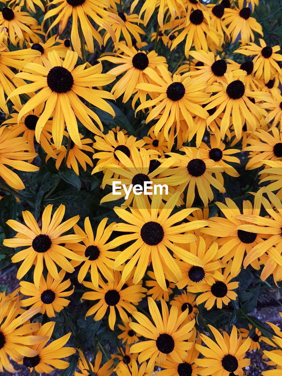 Close-up of yellow flowers