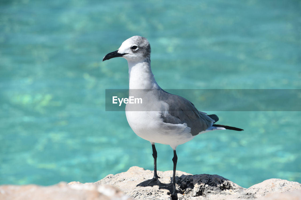 Terrific side profile of a laughing gull on the coast in aruba.