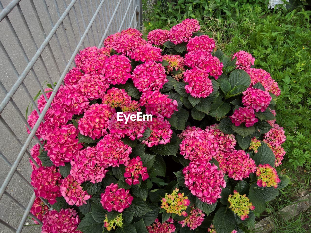 HIGH ANGLE VIEW OF PINK FLOWERS ON PLANT