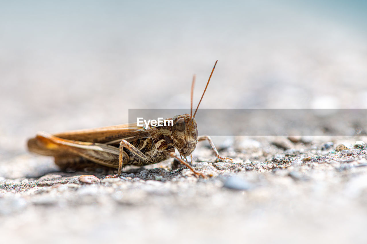 Close-up of insect on land