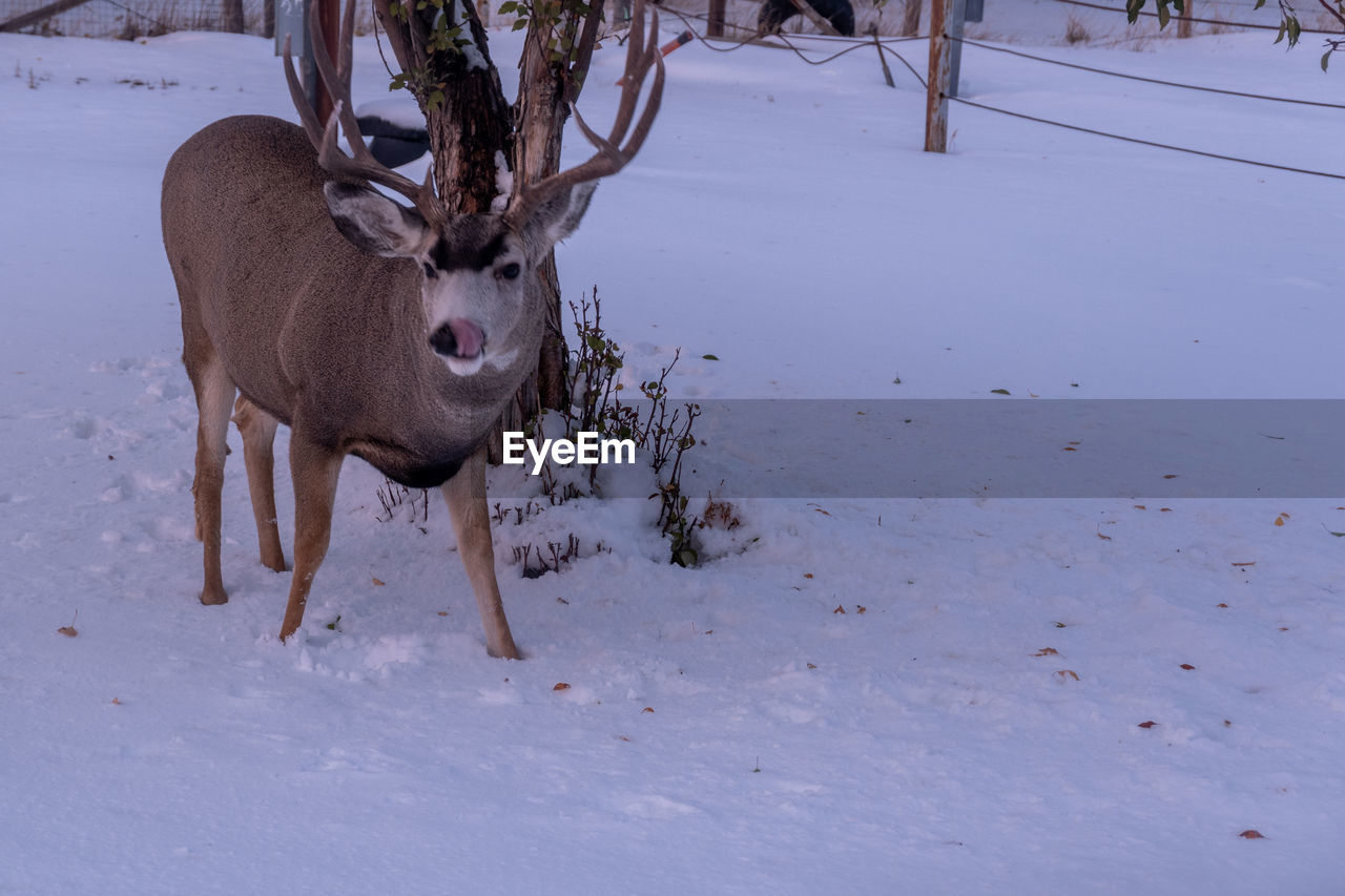 DEER IN A SNOW