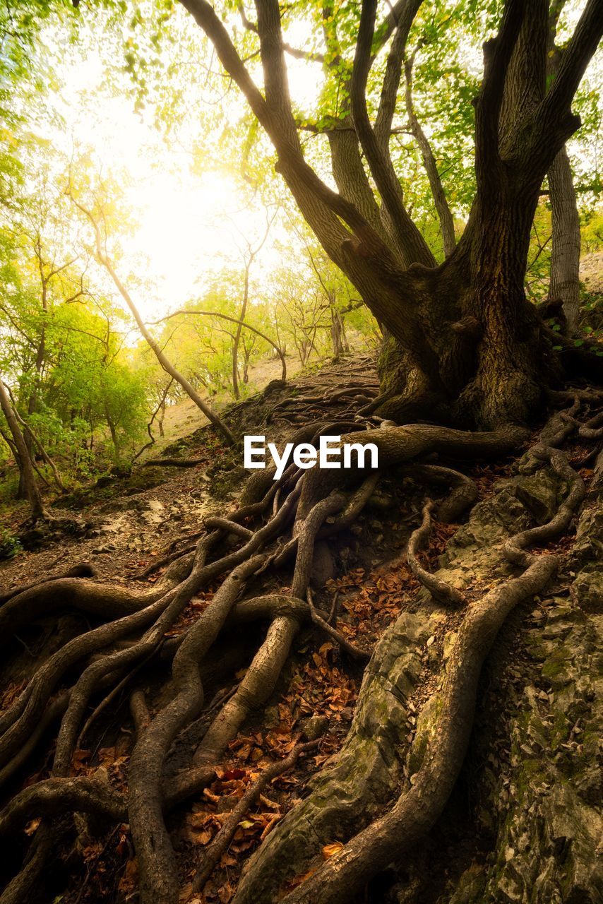 VIEW OF TREE ROOTS
