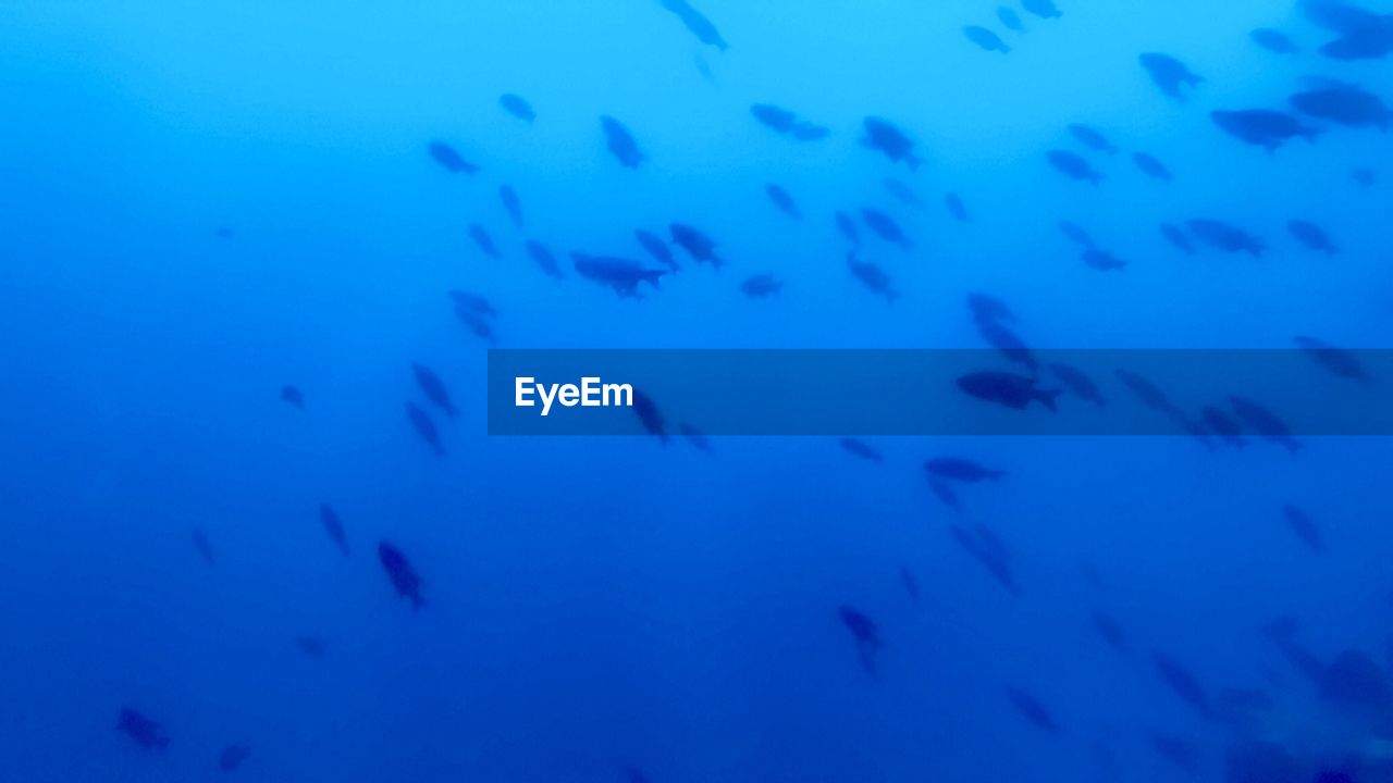 UNDERWATER VIEW OF FISH SWIMMING