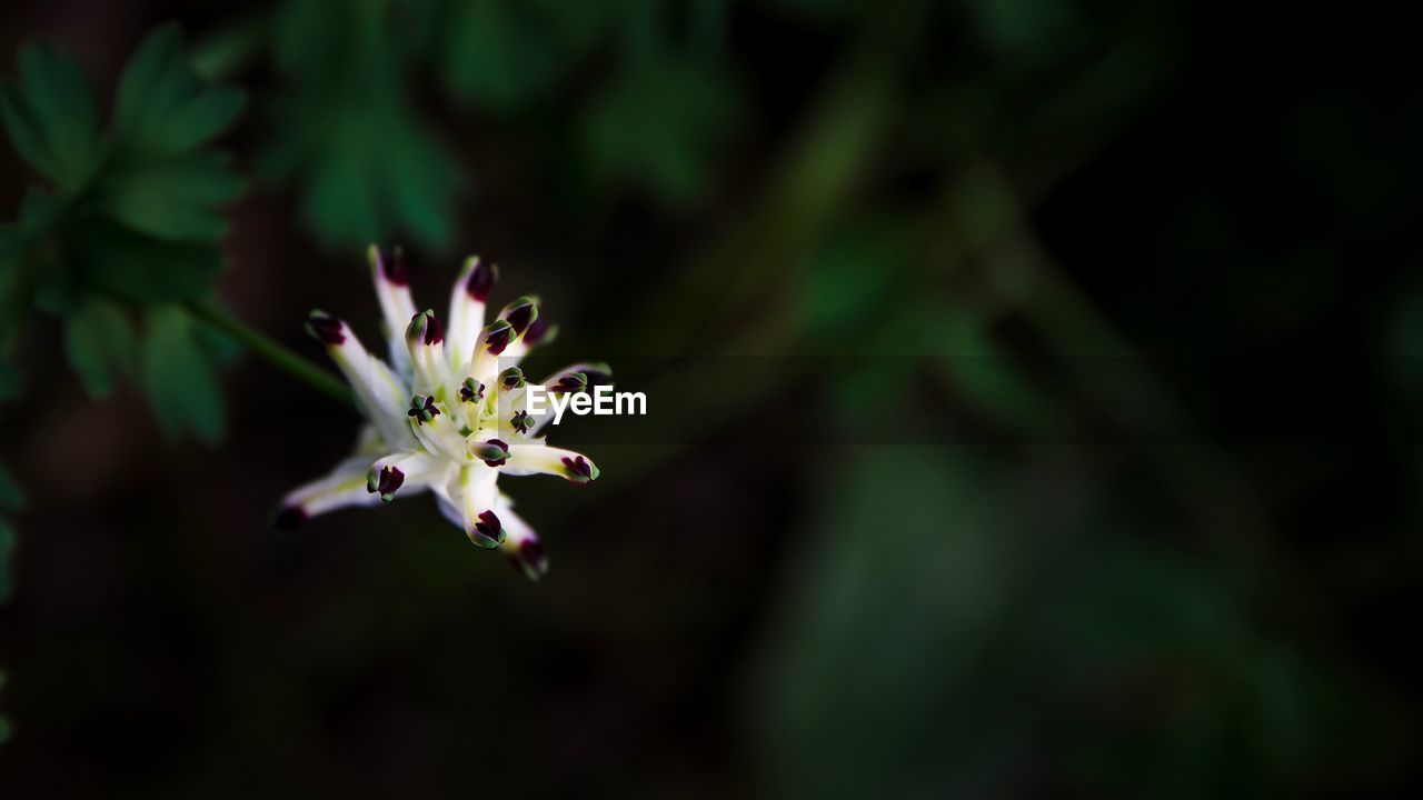 CLOSE-UP OF FRESH FLOWERS