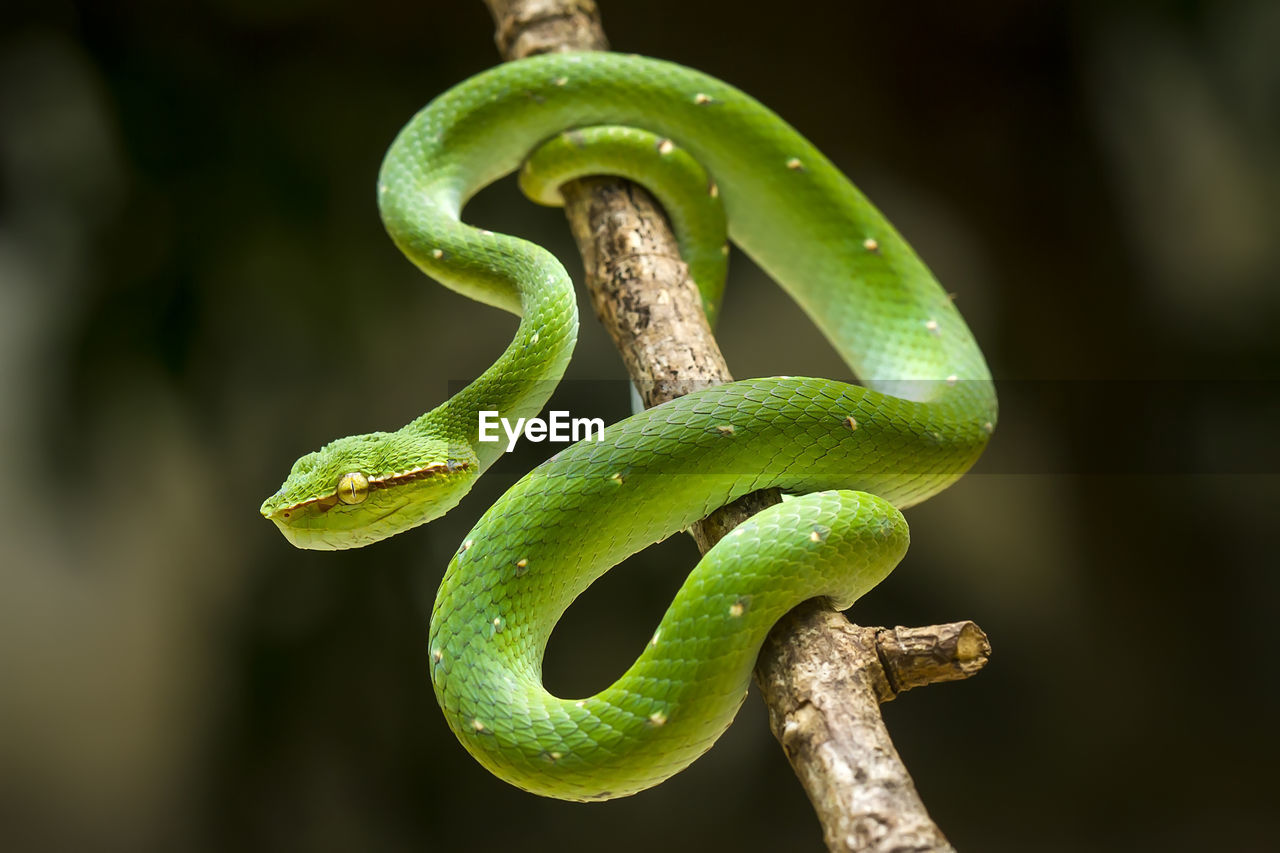 CLOSE-UP OF GREEN PLANT