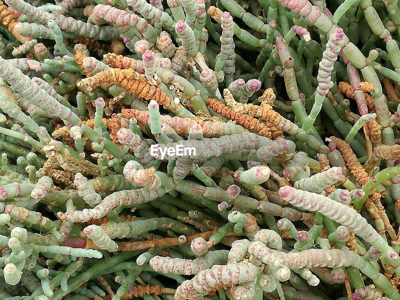 CLOSE-UP OF CACTUS GROWING ON PLANT