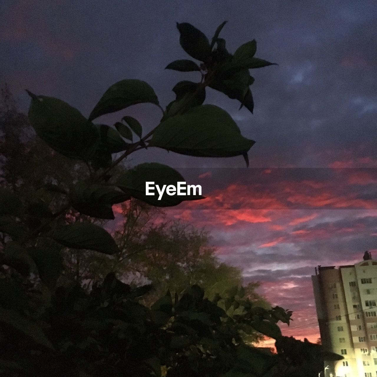 LOW ANGLE VIEW OF FLOWERING PLANT AGAINST BUILDING