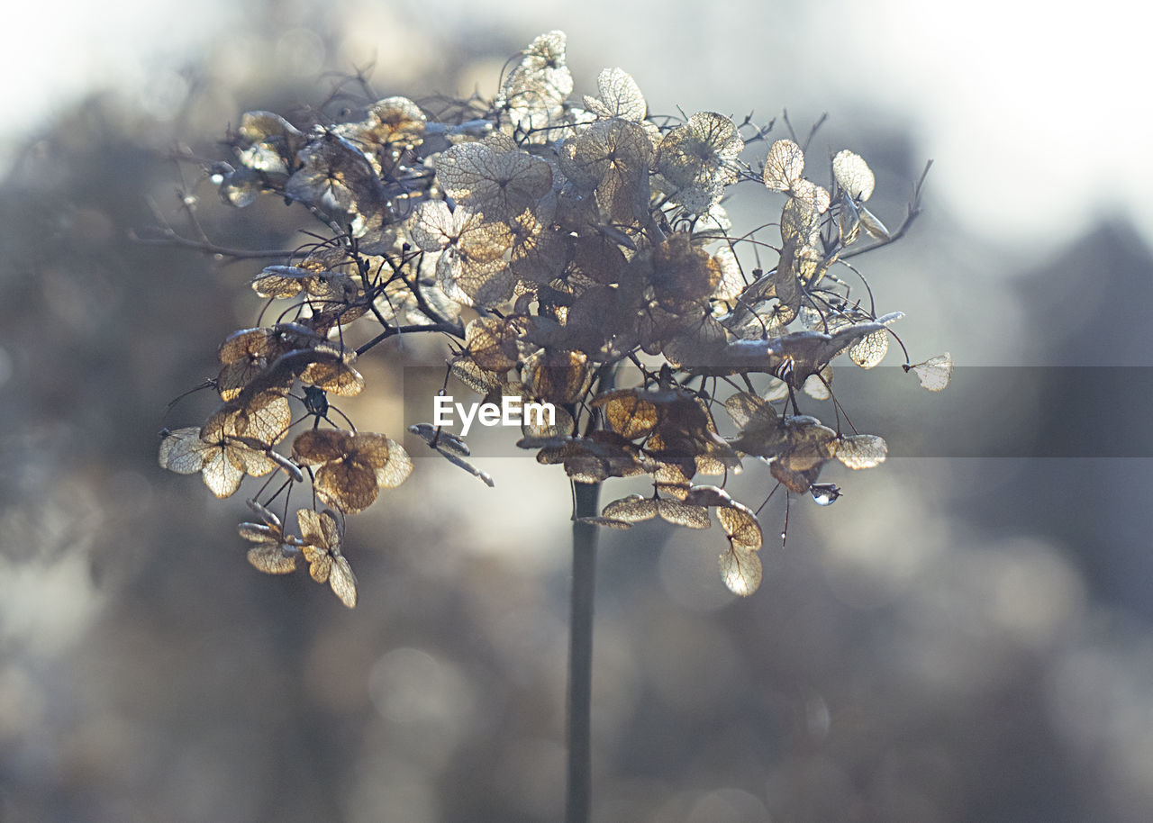 CLOSE-UP OF DRY PLANT WITH SNOW