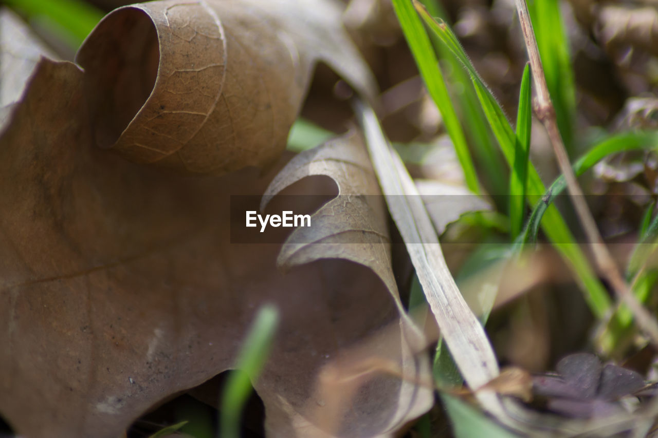 CLOSE-UP OF MUSHROOMS ON FIELD