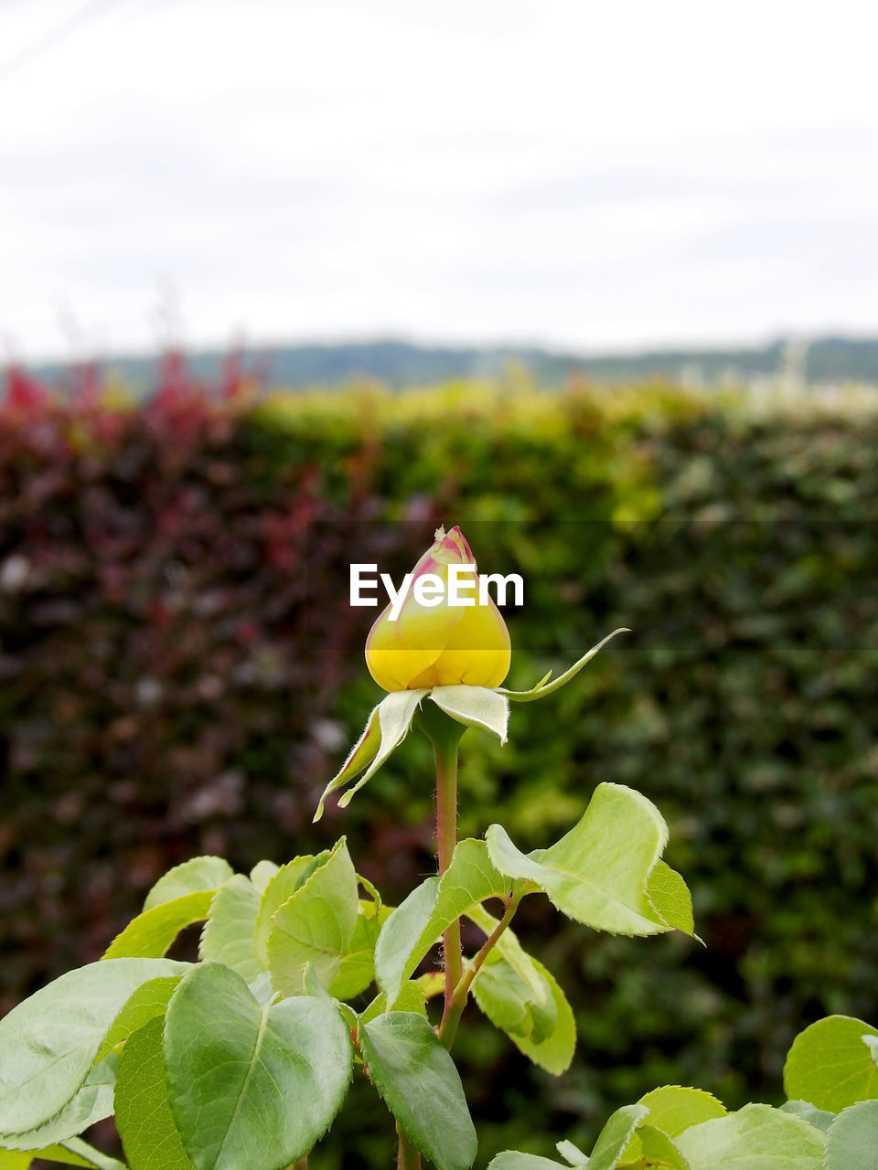 plant, flower, nature, growth, flowering plant, beauty in nature, leaf, plant part, yellow, freshness, focus on foreground, close-up, no people, green, outdoors, day, fragility, sky, flower head, petal, landscape, environment, agriculture, food, wildflower, springtime, inflorescence, land, botany, field