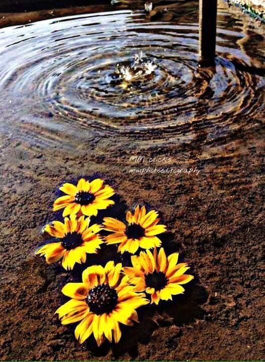 CLOSE-UP OF YELLOW FLOWERS IN WATER