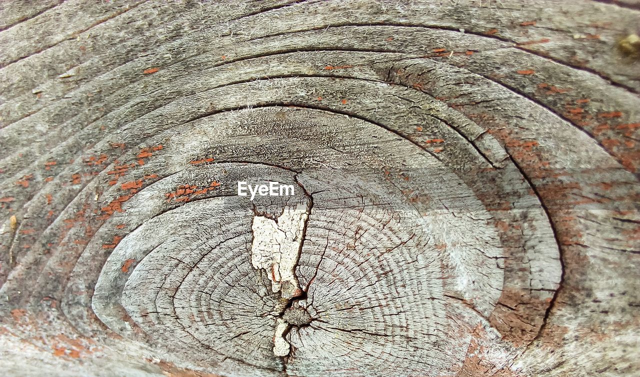 FULL FRAME SHOT OF TREE BARK