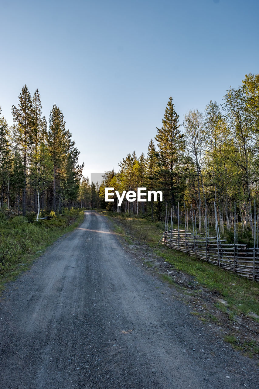 tree, road, plant, sky, transportation, nature, the way forward, landscape, no people, autumn, rural area, diminishing perspective, environment, beauty in nature, land, scenics - nature, vanishing point, tranquility, travel, infrastructure, outdoors, city, pinaceae, leaf, clear sky, blue, day, coniferous tree, tranquil scene, street, morning, rural scene, travel destinations