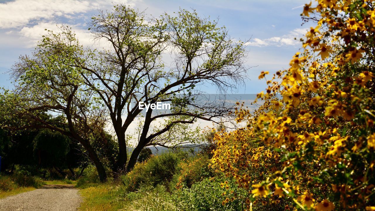 SCENIC VIEW OF FLOWERING PLANTS AGAINST SKY