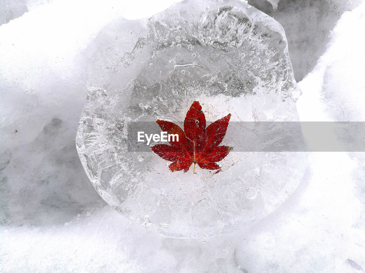 Close-up of maple leaf on ice