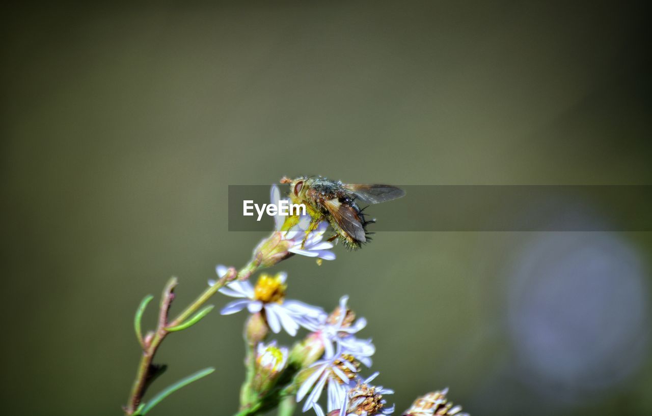 CLOSE-UP OF BEE ON PLANT