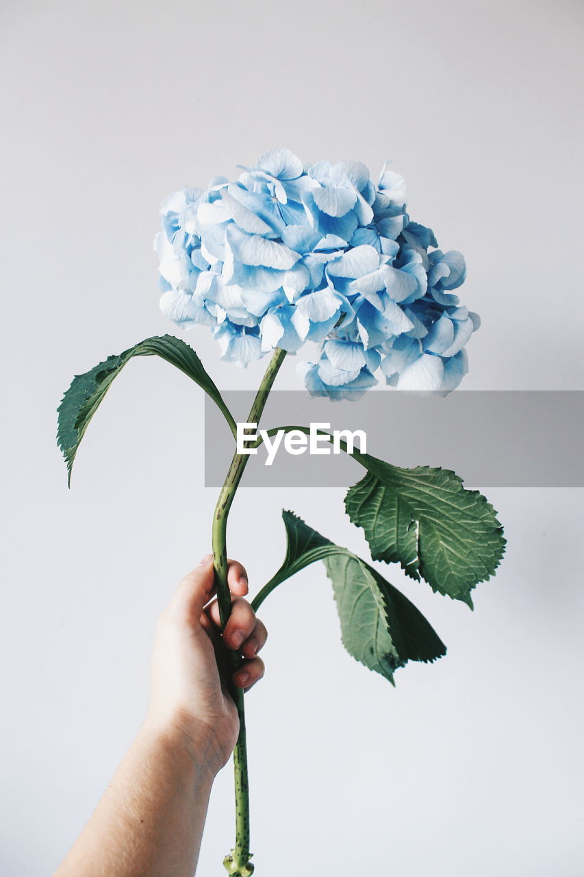 Close-up of hand holding flowers against white background