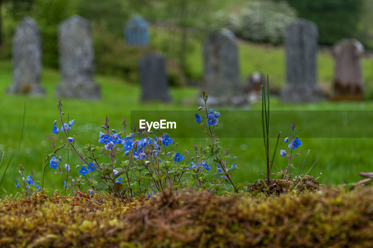 View of flowering plants on field