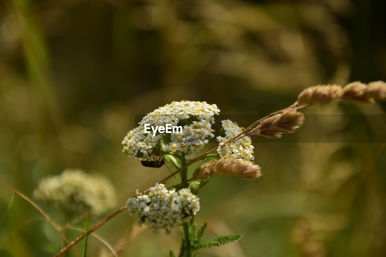 Close-up of flowers against blurred background